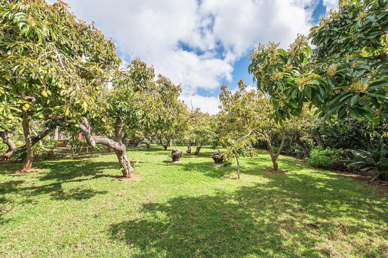 Homeforguest Cosy Rural Flat El Romero With Large Gardens Tacoronte Ngoại thất bức ảnh